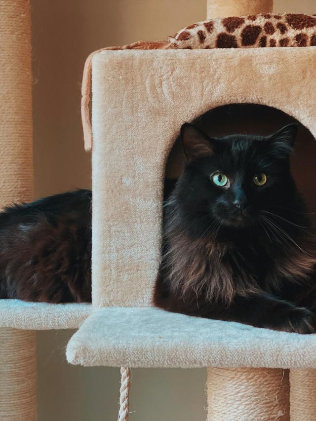 Creating a Perfect Home Environment for Felines