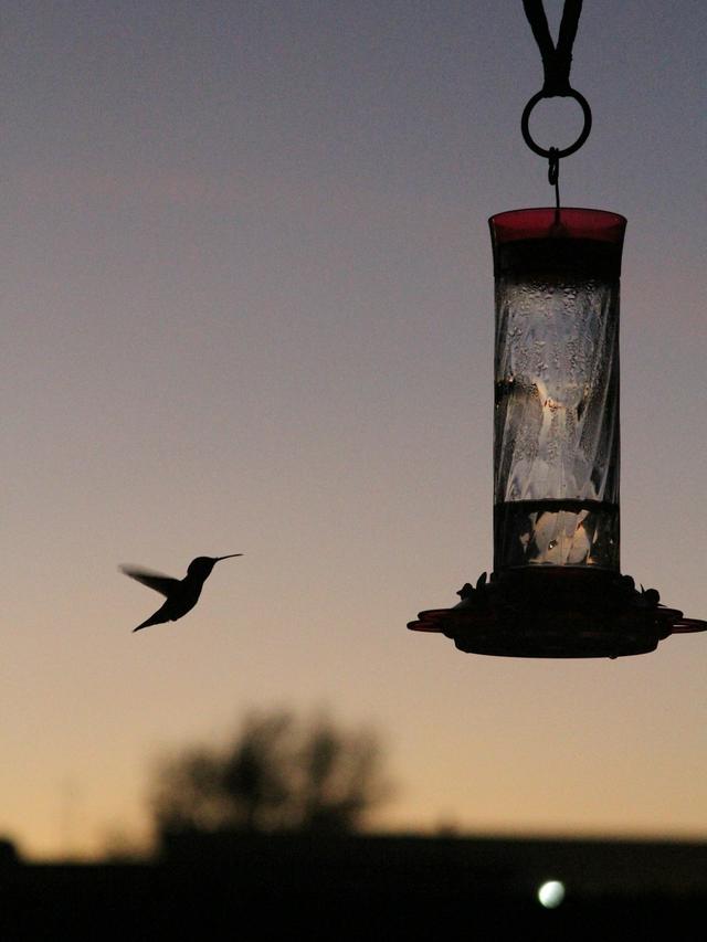 DIY Hummingbird Feeder Ideas