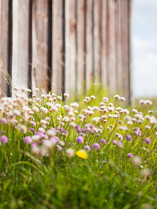 Designing a Drought-Tolerant Perennial Flower Garden