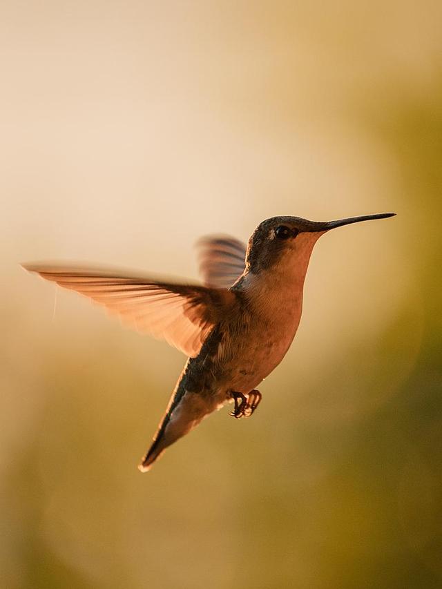 Differences Between Male and Female Hummingbirds