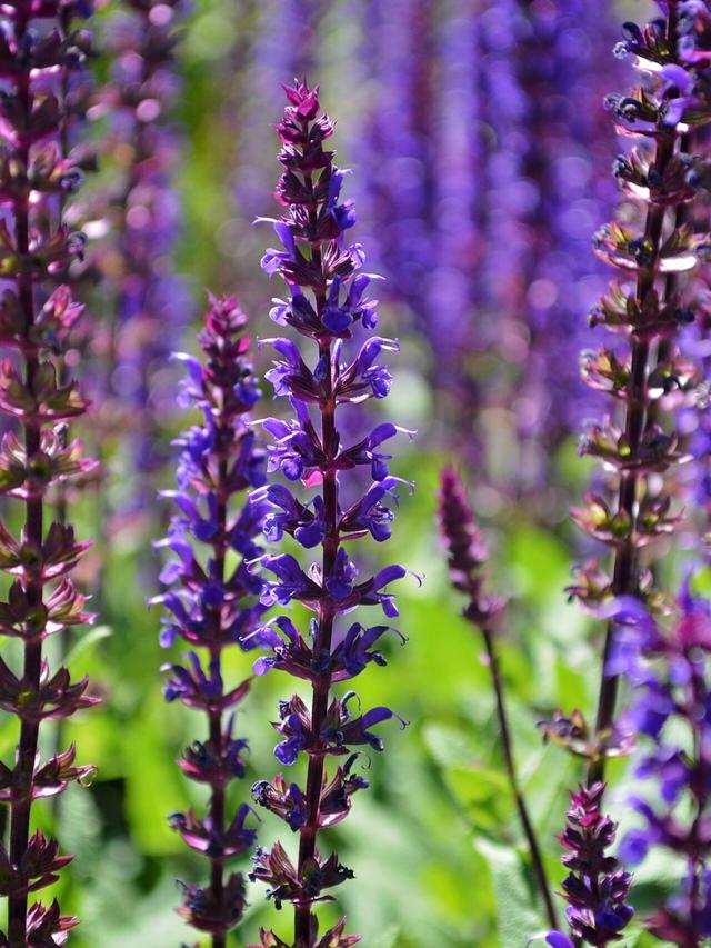 Easy-to-Grow Perennials for Novice Gardeners