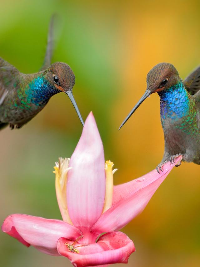 Engineering Marvels: How Hummingbirds Inspire Technology