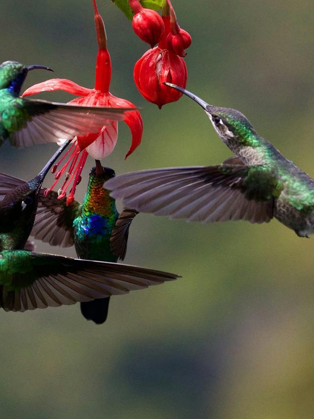 Exploring the Diverse Species of Hummingbirds