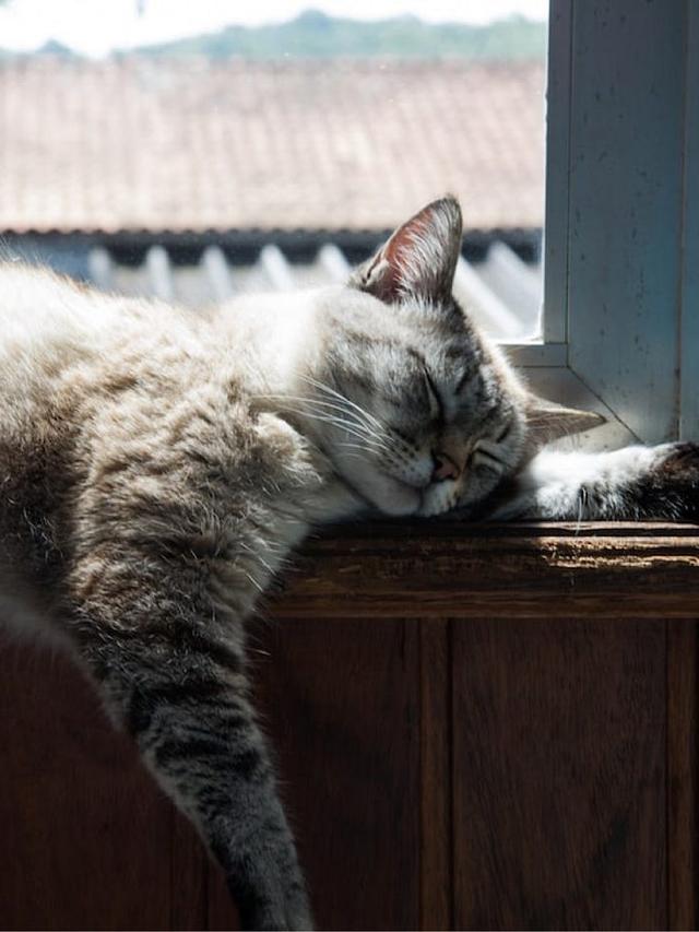 Exploring the Mysteries of Cat Communication