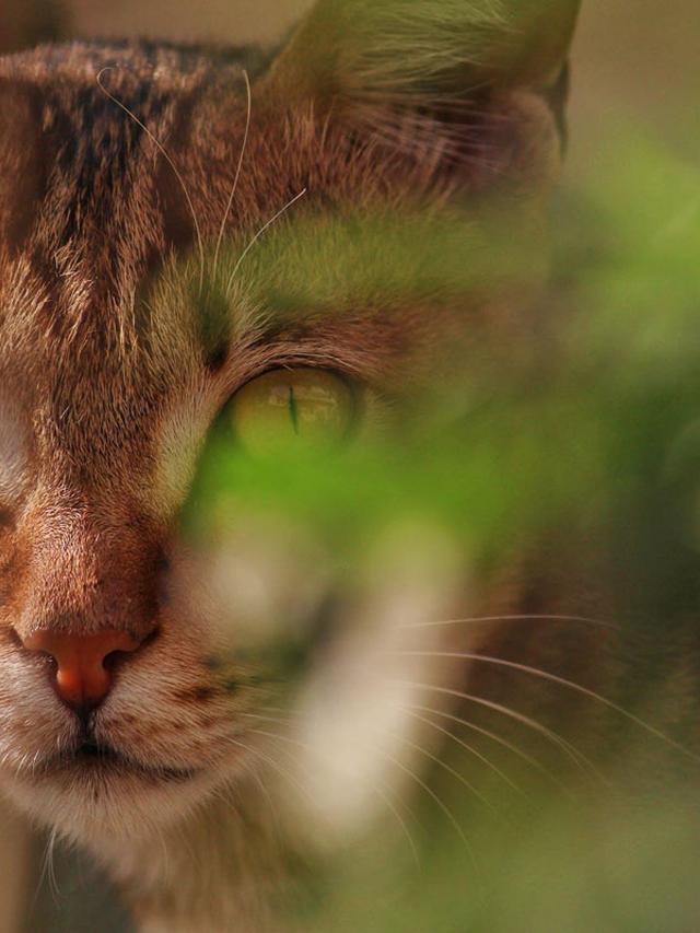 Exploring the World Through a Feline’s Eyes