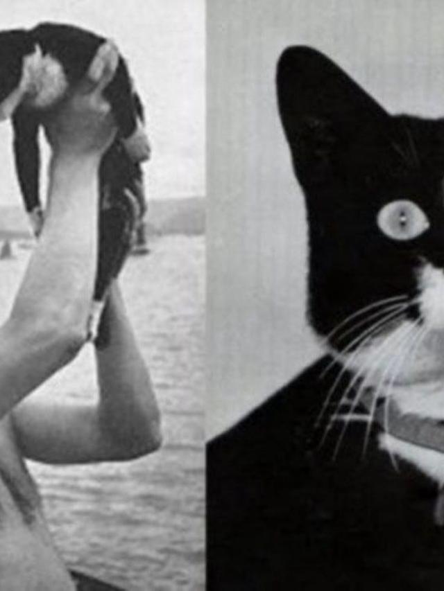 Famous Felines in History and Pop Culture