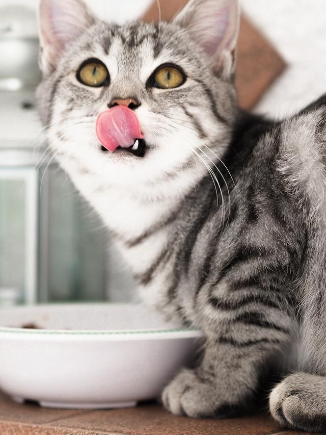 Feeding Your Cat a Balanced Diet