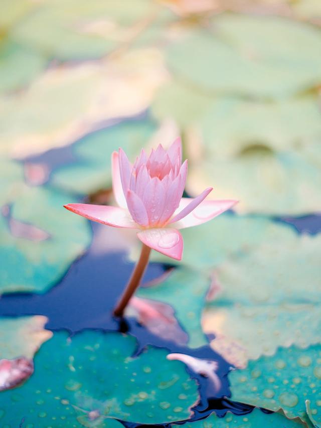 Flowers with Persistent Beauty