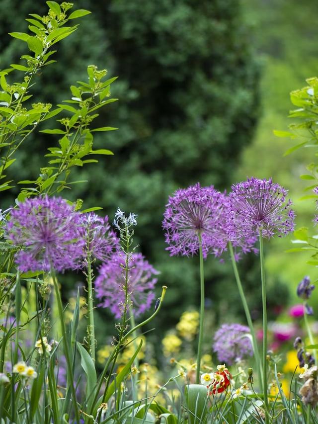 Garden Staples: Flowers That Never Fade