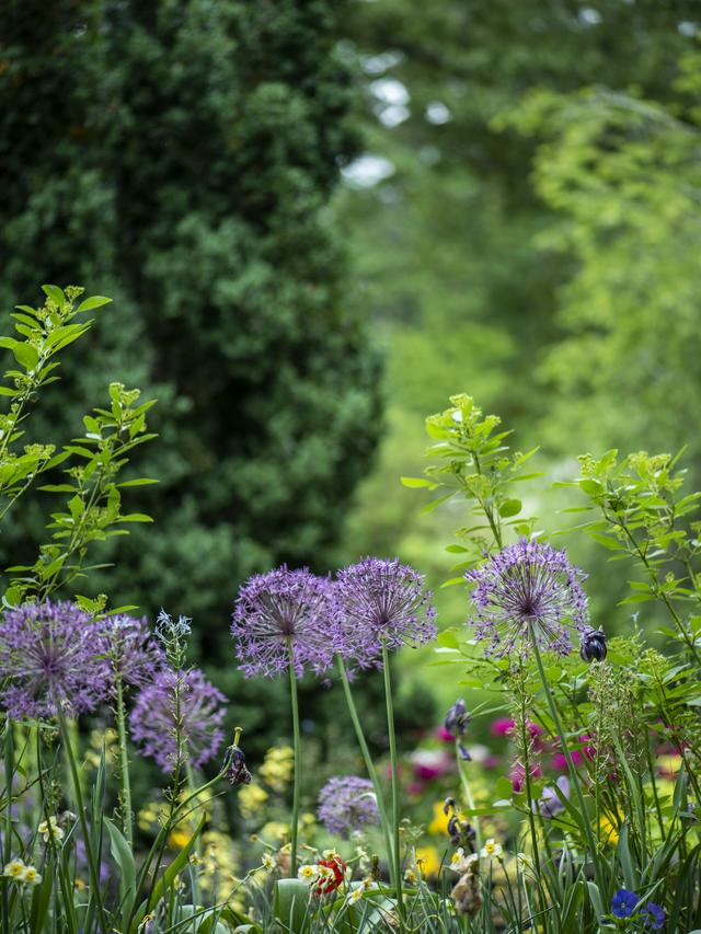 Garden Treasures That Bloom Yearly