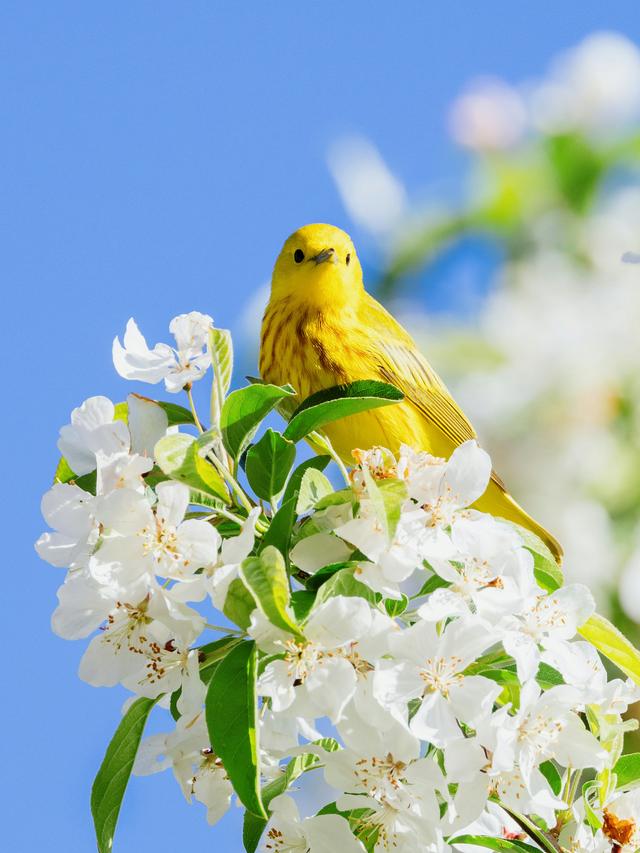 Grow These Plants to Attract Beautiful Birds