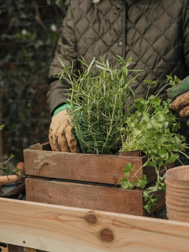 Grow Your Own Medicinal Herb Garden