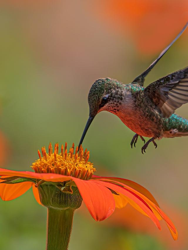 How Hummingbirds Contribute to Biodiversity