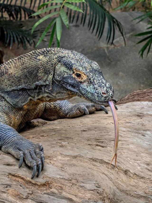 How Komodo Dragons Adapt to Their Environment