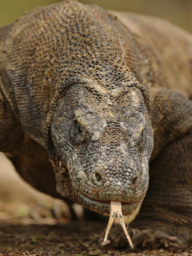 How Komodo Dragons Became Apex Predators