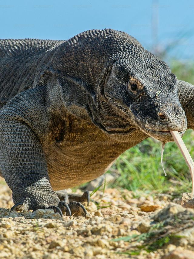 How Scientists Study Komodo Dragons