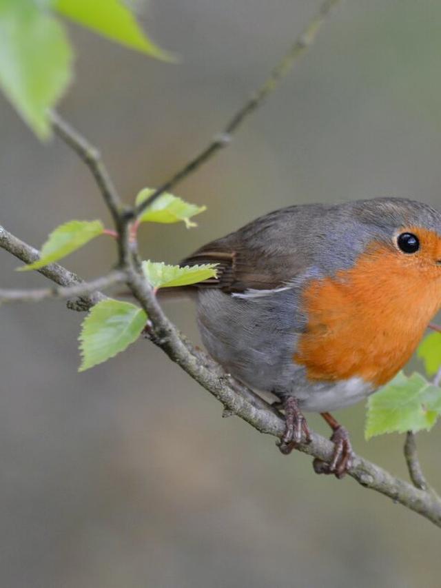 How to Attract Rare Birds to Your Garden