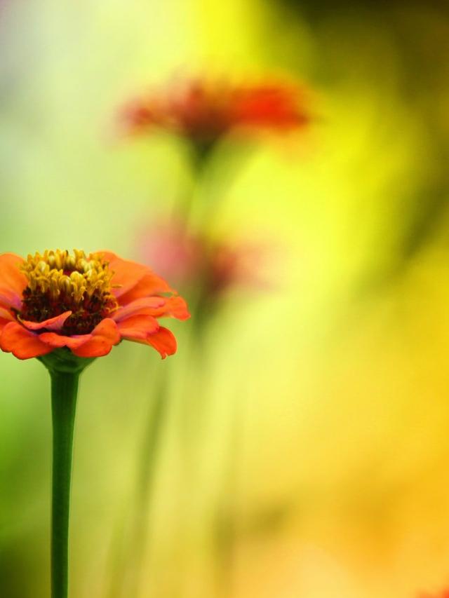 How to Combine Perennial Flowers for Maximum Pollinator Attraction