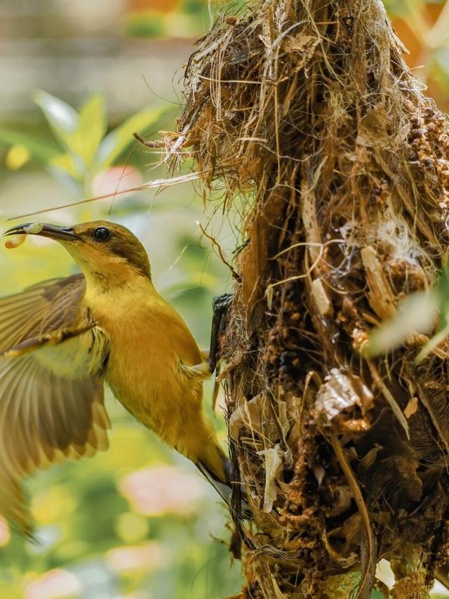 How to Create a Bird-Friendly Habitat