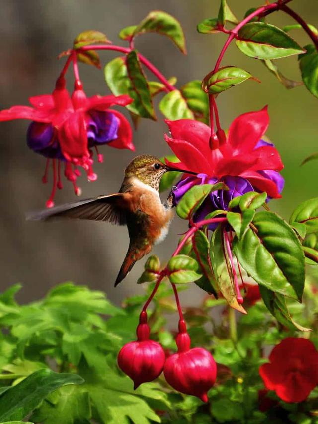 How to Create a Garden That Hummingbirds Love