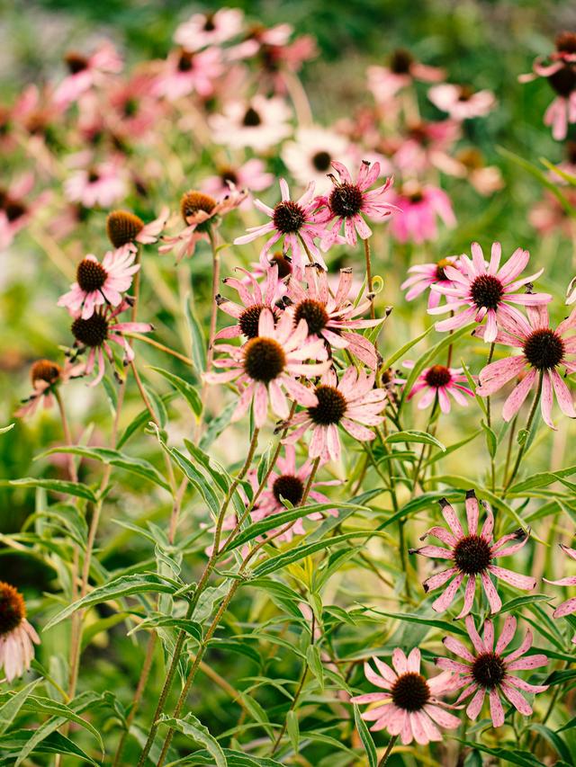 How to Create a Perennial Flowering Lawn