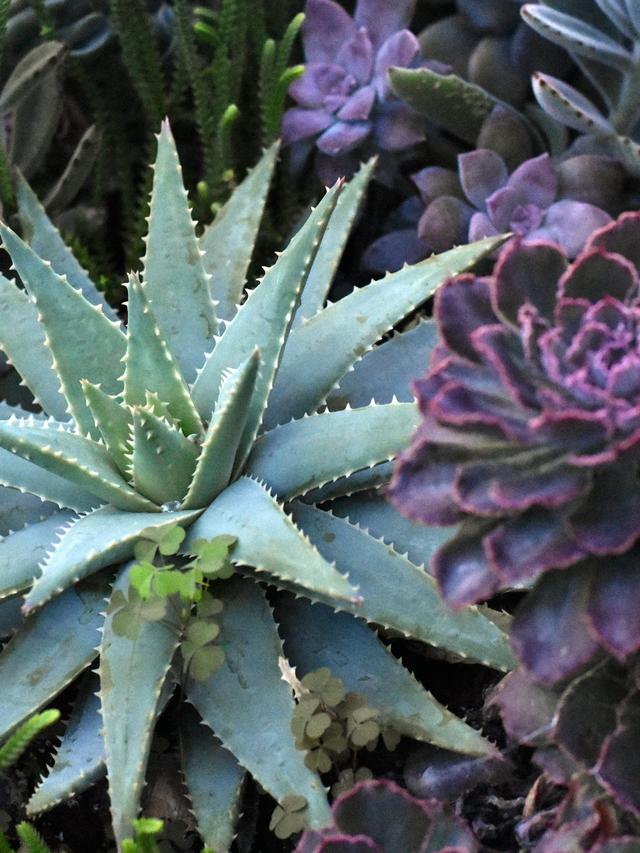 How to Grow Exotic Plants in Your Own Backyard