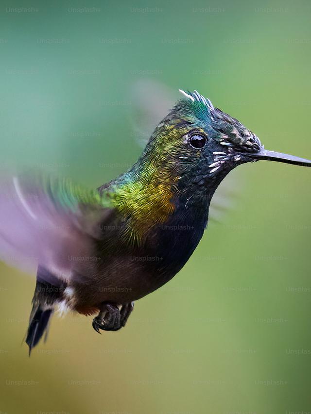 Hummingbird Conservation: Protecting These Delicate Birds