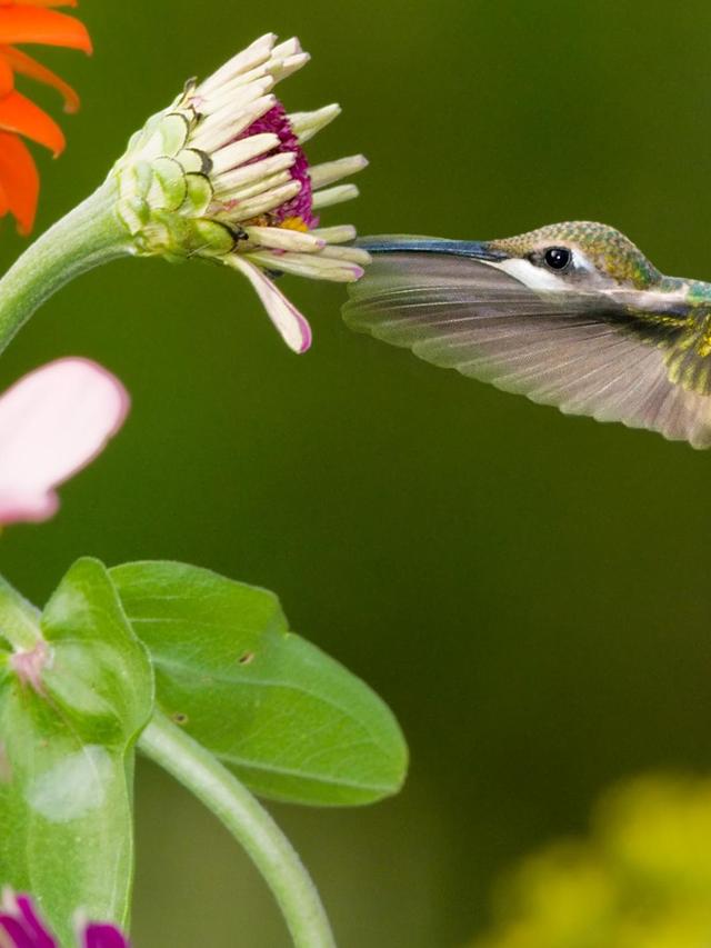 Hummingbird Conservation Through Community Initiatives