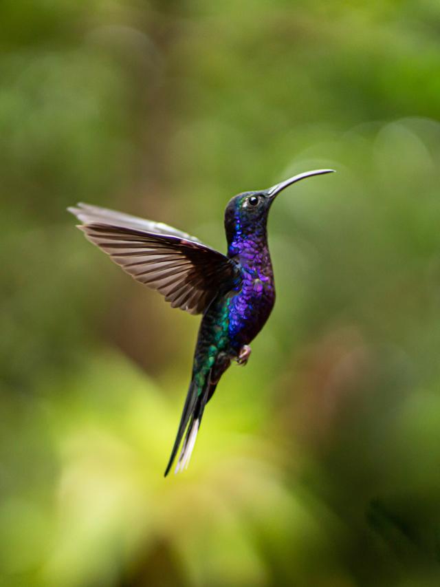 Hummingbird Physiology: How They Thrive in Different Climates