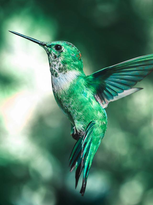 Hummingbirds: The Myths and Legends