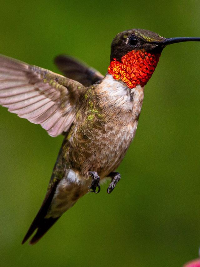 Identifying Different Hummingbird Species: A Guide for Birdwatchers