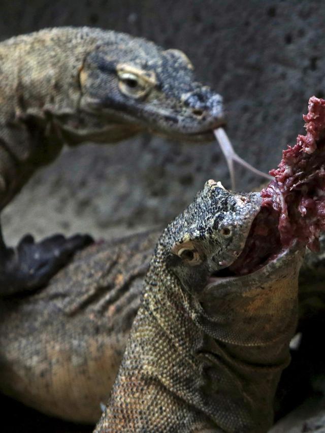 Komodo Dragon Attacks: The Shocking Truth