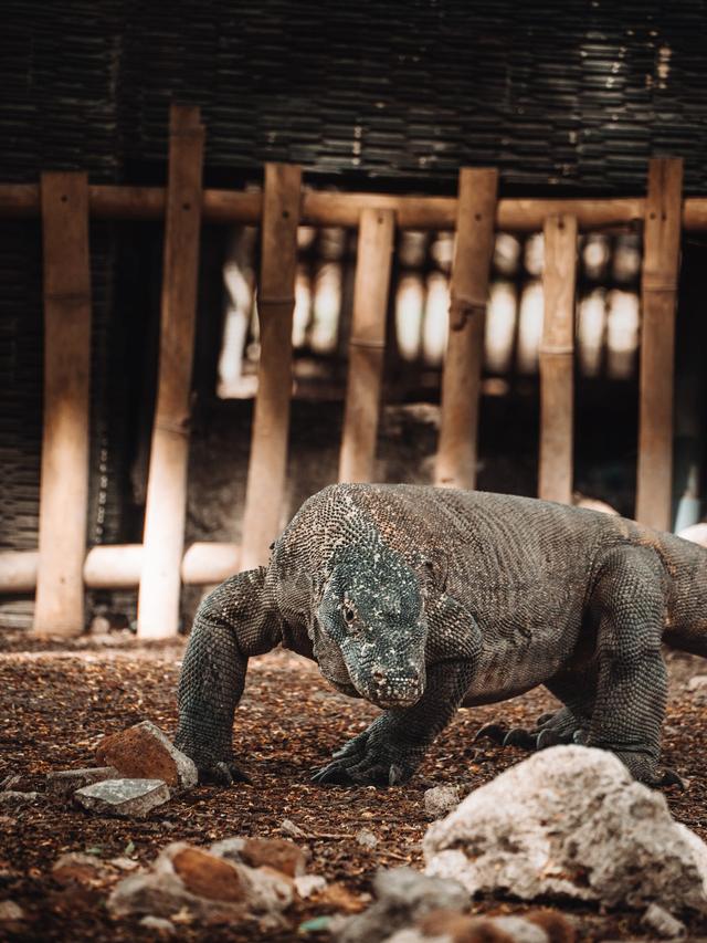 Komodo Dragon Myths Debunked: Separating Fact from Fiction