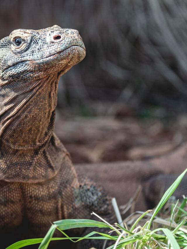 Komodo Dragon Myths Debunked