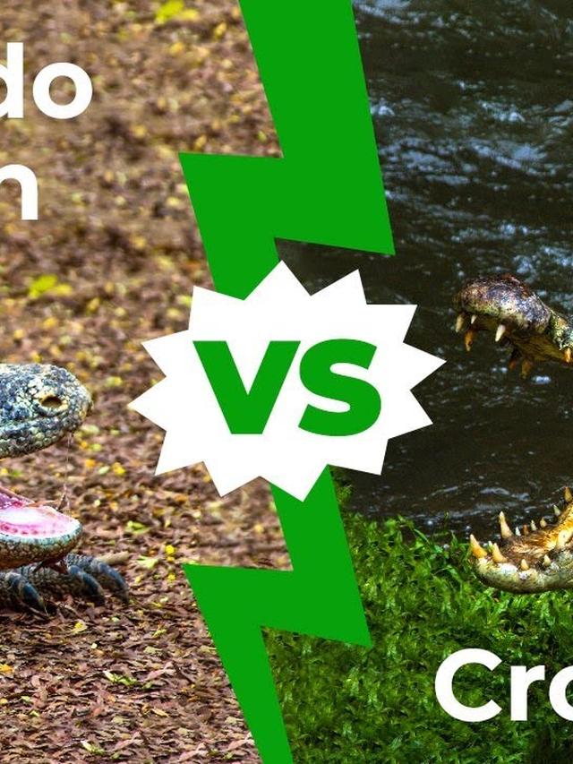 Komodo Dragon vs. Crocodile: Who’s the True Apex Predator?