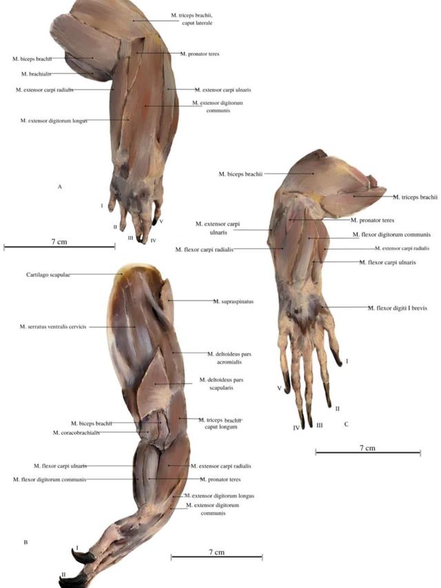 Komodo Dragons: Anatomy and Physiology Insights