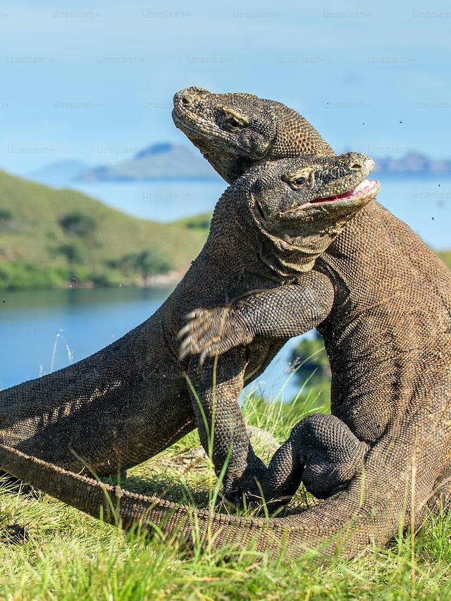 Komodo Dragons: Apex Predators