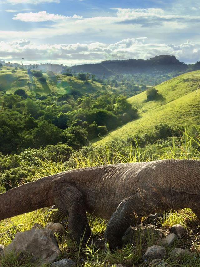 Komodo Dragons: Legends and Folklore of Southeast Asia