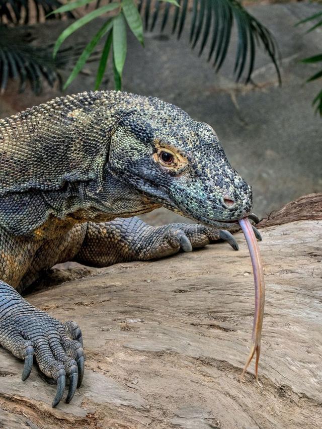 Komodo Dragons: Nature’s Real-Life Fire-Breathing Beasts