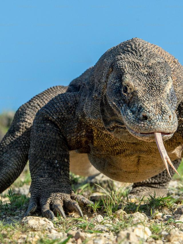 Komodo Dragons: The Living Dinosaurs of Our Time