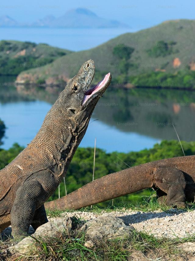 Komodo Dragons and Their Ecosystem