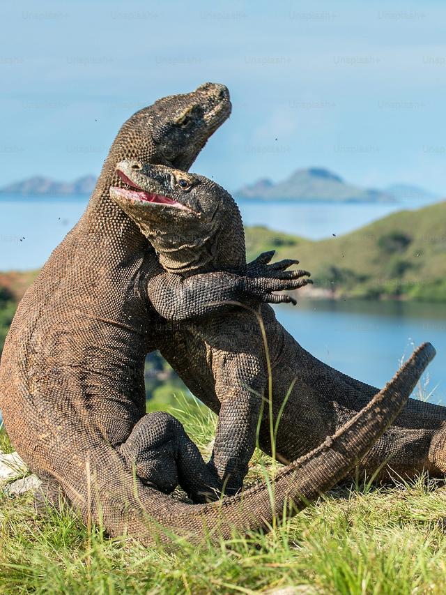 Komodo Dragons in Popular Culture