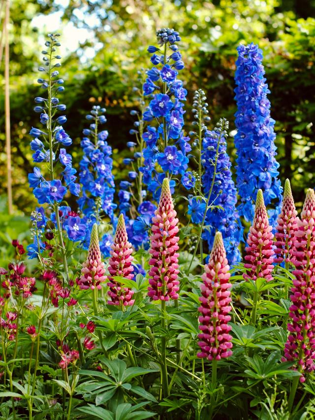 Long-Blooming Perennials for Continuous Color