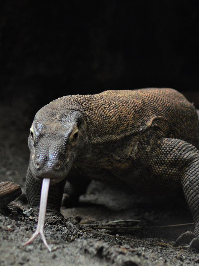 Mating Rituals of Komodo Dragons