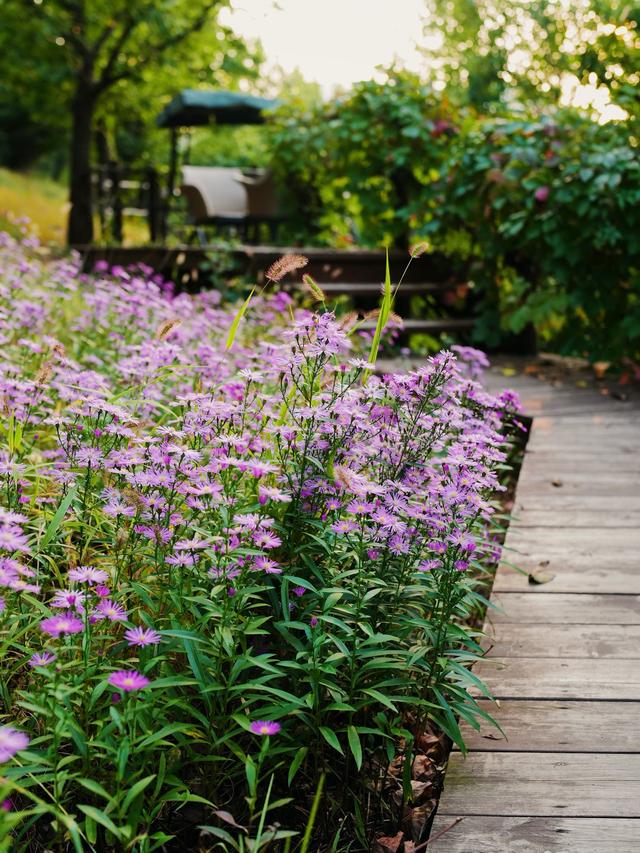 Mixing Annuals and Perennials for Dynamic Gardens