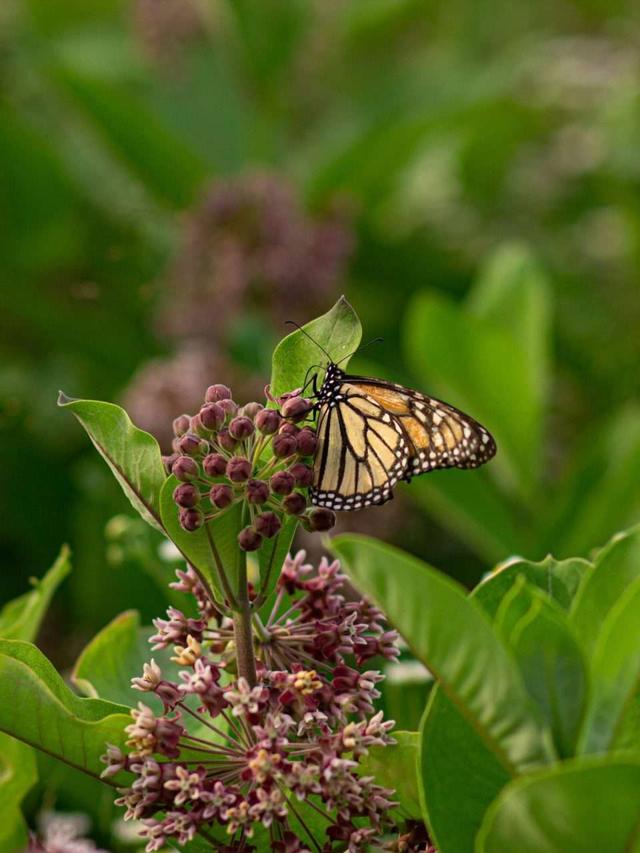 Native Plant Perennials for Wildlife Habitat Restoration