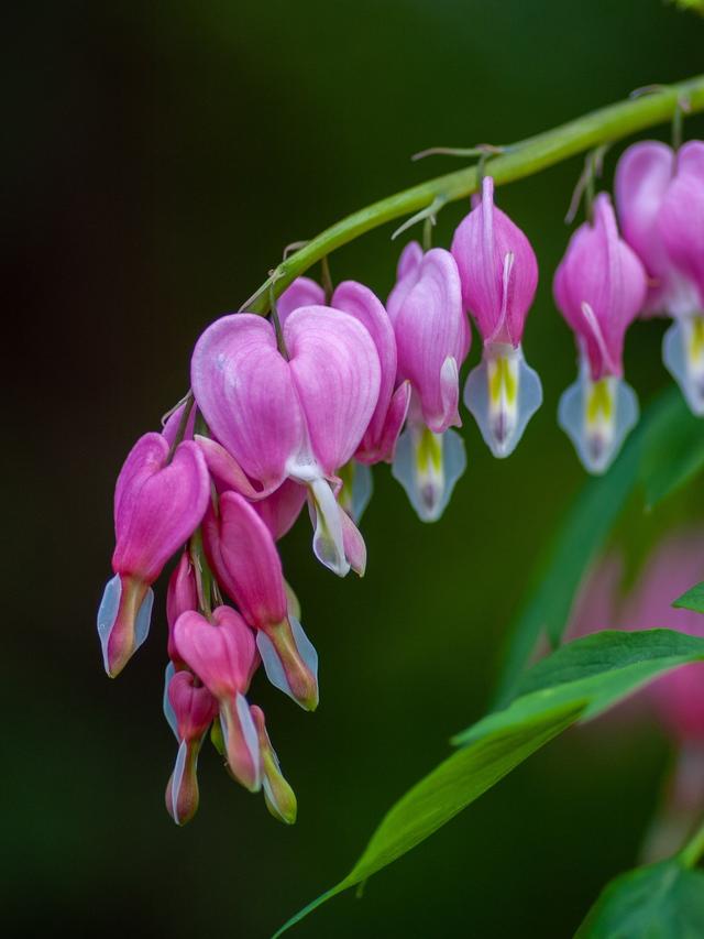 Perennial Flowers That Thrive in Shade Gardens