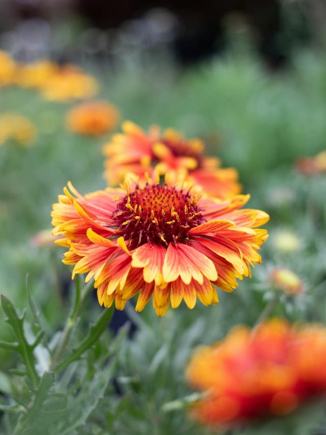 Perennial Flowers for Cutting Gardens