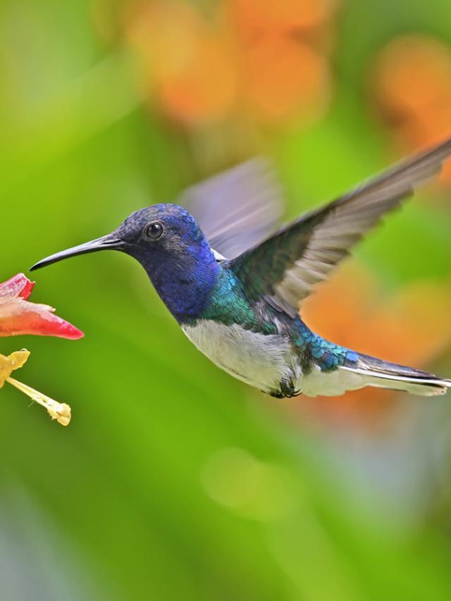 Perennial Flowers for Hummingbirds