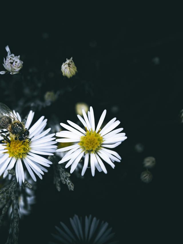 Perennial Flowers for Night Pollinators